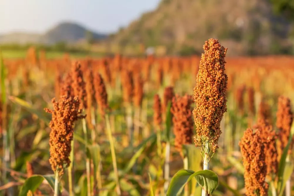 Sweet Sugar Cane Sorghum Seeds - 100 Heirloom Open-Pollinated Non-GMO for Home Garden & Sustainable Farming
