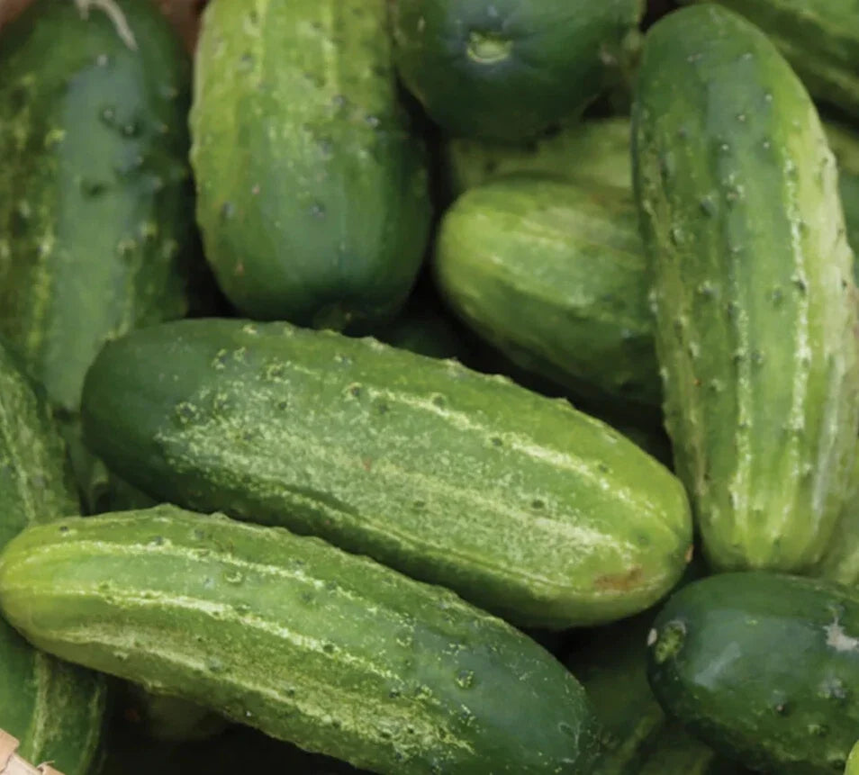 Wisconsin Cucumber Seeds - 50+ SMR 58 Pickling Vegetable Garden, Cucumis sativus, Non-GMO, Heirloom, Vining, Full Sun