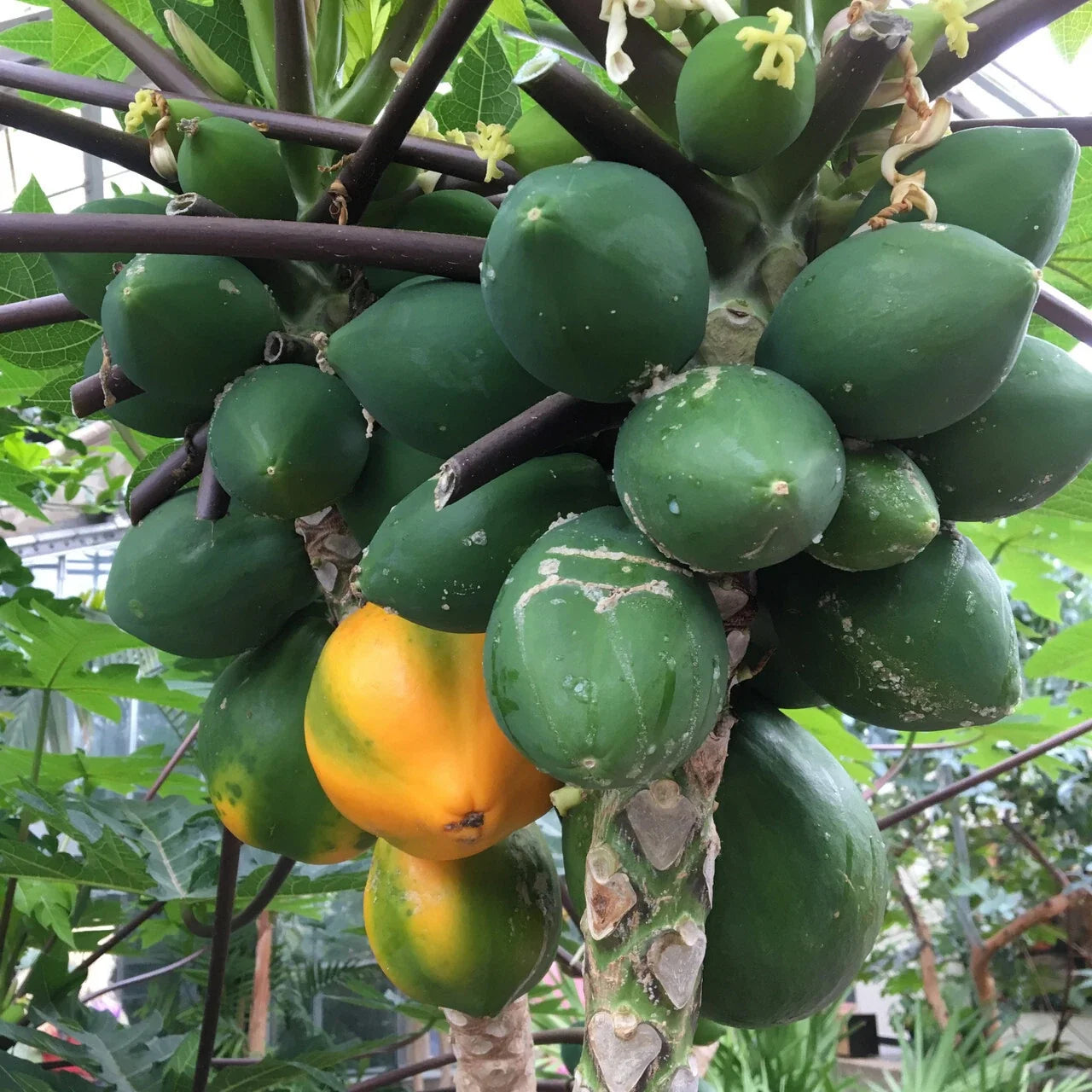 Hawaiian Papaya Seeds for Garden Planting – Carica papaya, 25+ Premium Tropical Fruit Seeds, Fast Shipping USA