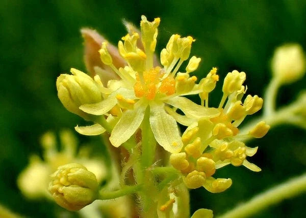 Sassafras Tree Cuttings - 12 Thin Edible Aromatic Sassafras albidum for Garden Planting