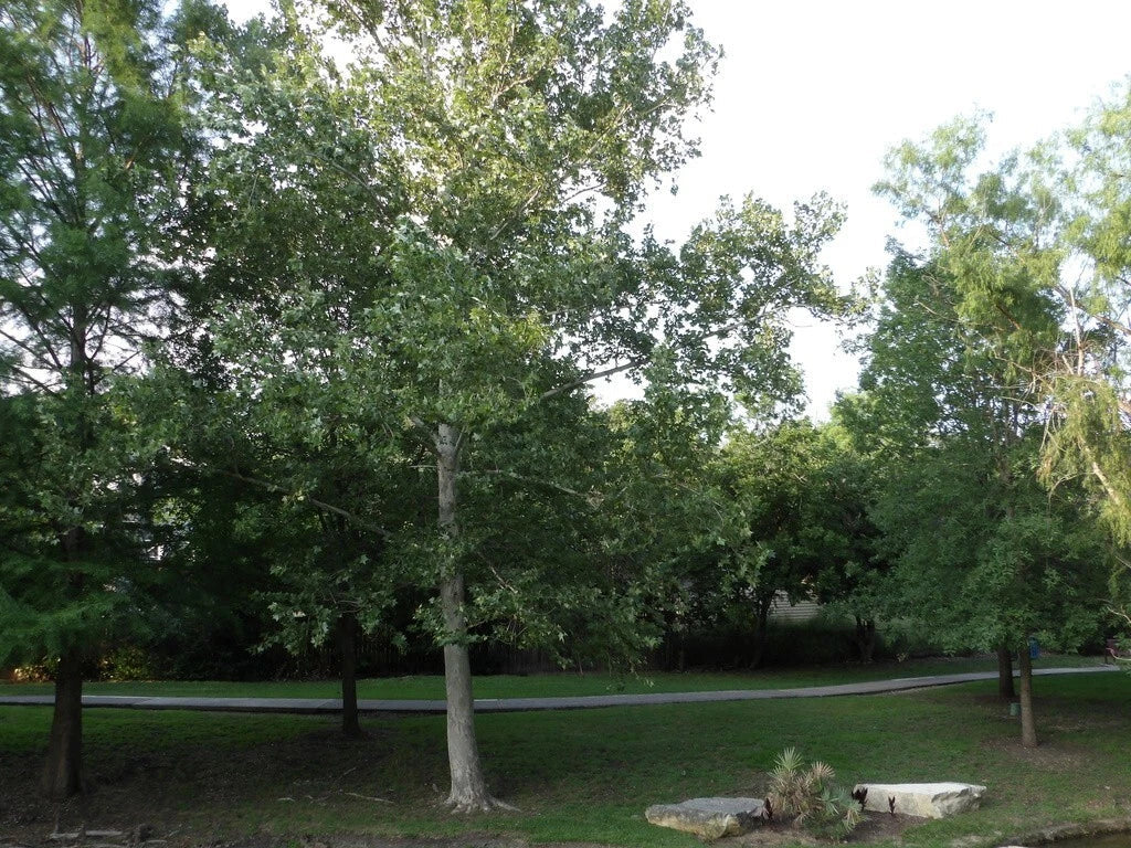 American Sycamore Tree Seeds - Platanus occidentalis - Buttonwood Variety - Large Shade Tree for Landscaping