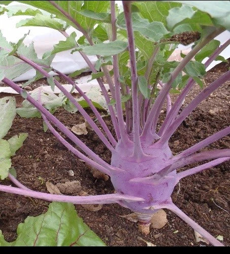 Early Purple Vienna Kohlrabi Seeds - Heirloom Brassica oleracea var. gongylodes - 150 or 1000 Seeds