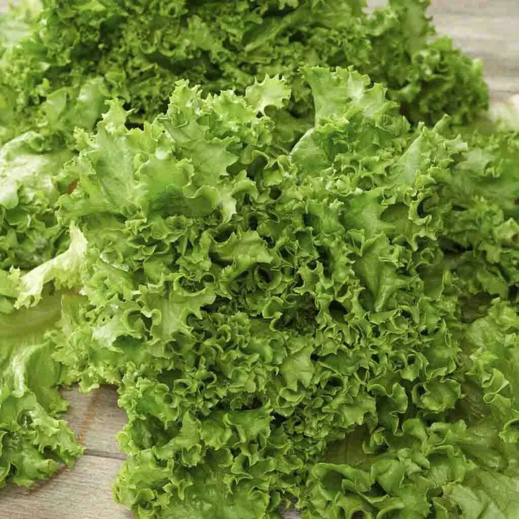 Salad Bowl Lettuce Seeds 250+ Heirloom Non-GMO Vegetable Garden Seeds Lactuca sativa