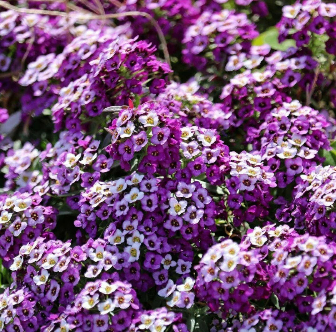 Sweet Alyssum Seeds - 100 Count, Rosie O'Day Variety, Fragrant Pink Blooms, Lobularia maritima, Ground Cover & Border Plant