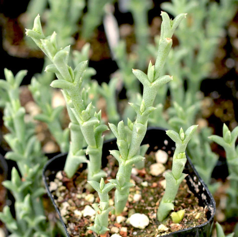 Ruschia Uncinata Doringvygie Succulent Live Plant 2-Inch, Drought-Tolerant Groundcover for Indoor & Outdoor Gardens
