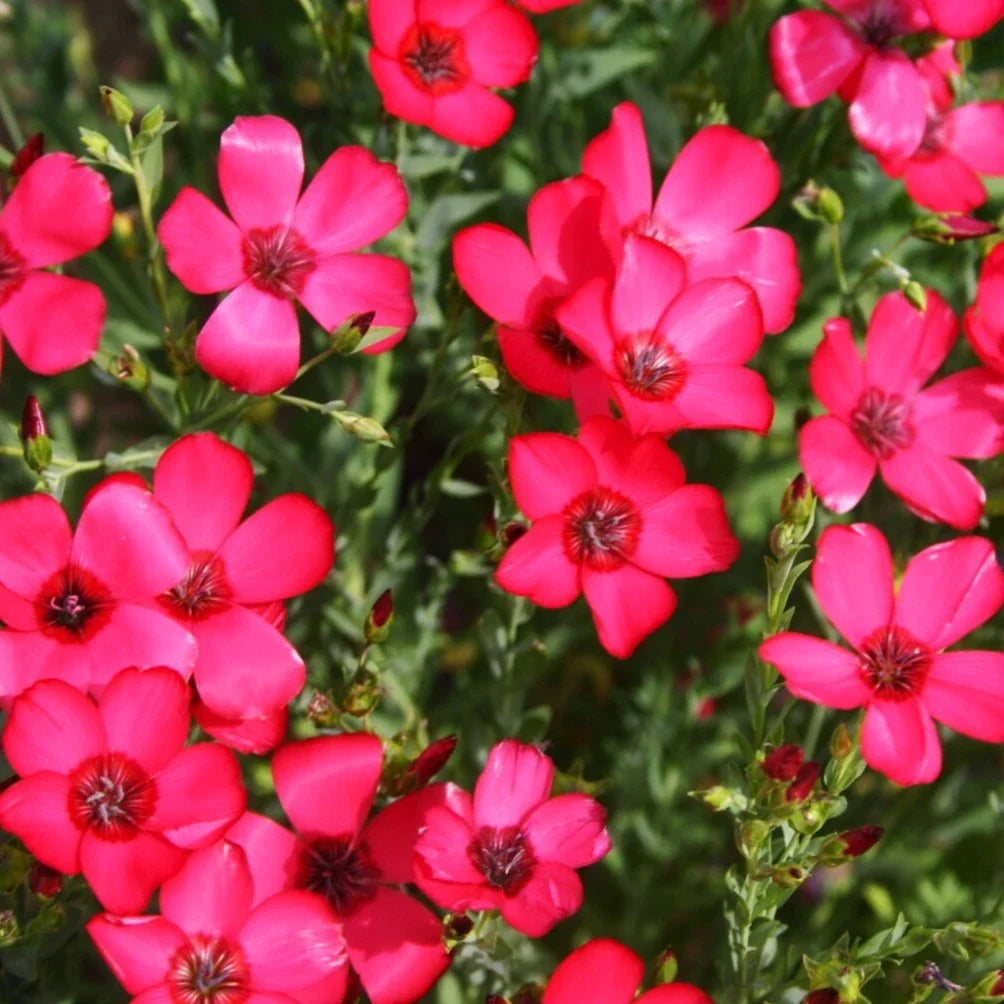 Scarlet Flax Seeds for Planting - Red Crimson Ruby Herb Linum grandiflorum, Wildflower Seeds, Pollinator Attracting, 2025 Gardening