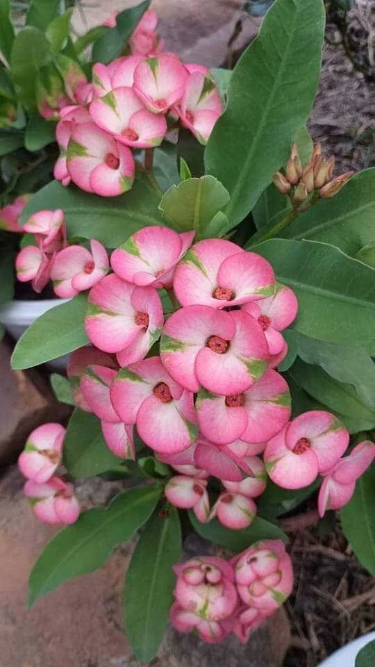 Rainbow Crown of Thorns Cutting, Euphorbia milii, Succulent, No Roots, Indoor Plant, Drought Tolerant
