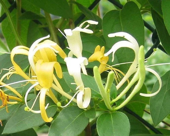 Honeysuckle Vines 4 Pack – Lonicera japonica, White & Yellow Fragrant Climbing Ground Cover Plants