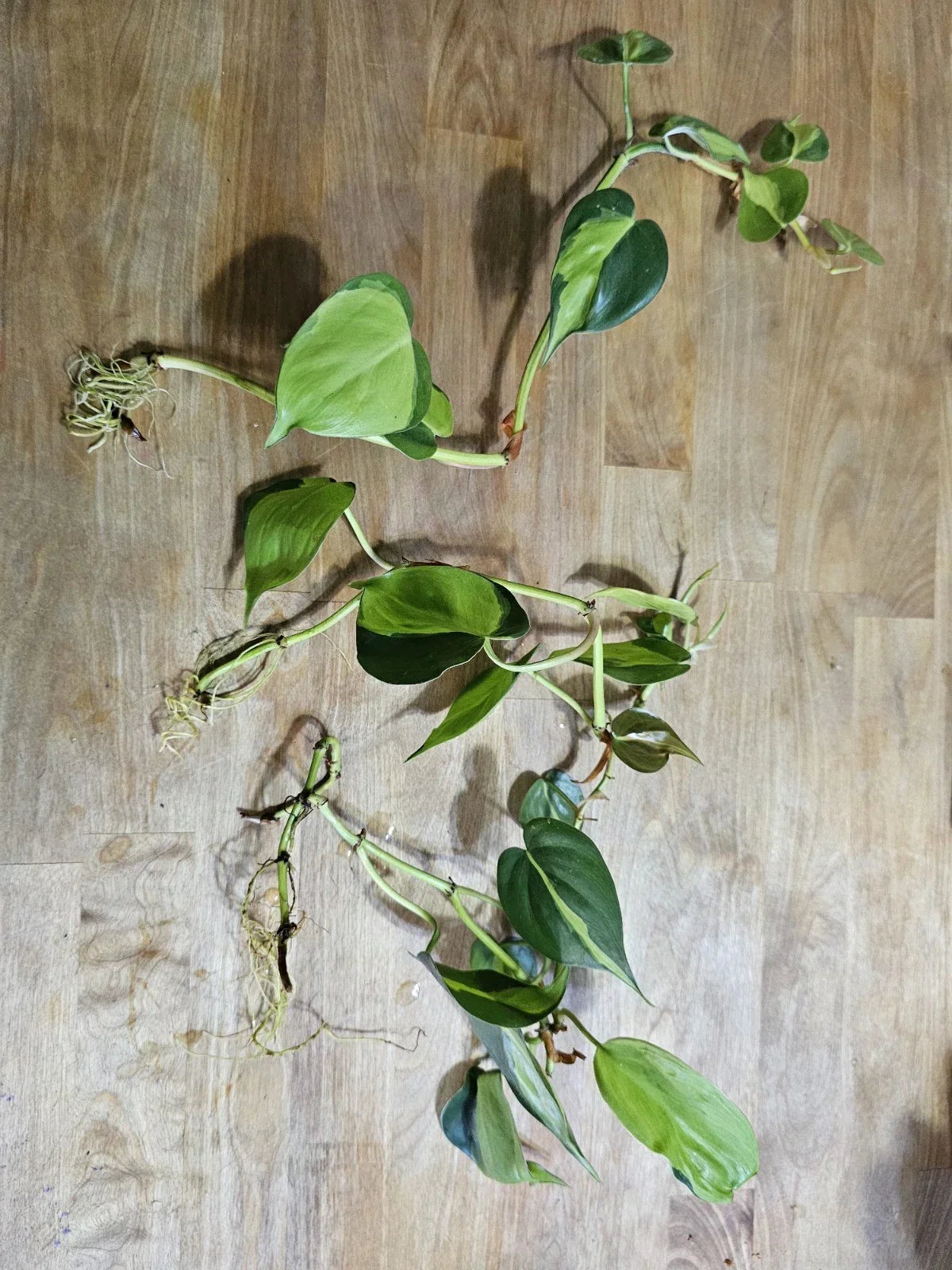 Philodendron Brazil Pre-Rooted Cuttings - Dark & Lime Green Variegated Indoor Plant