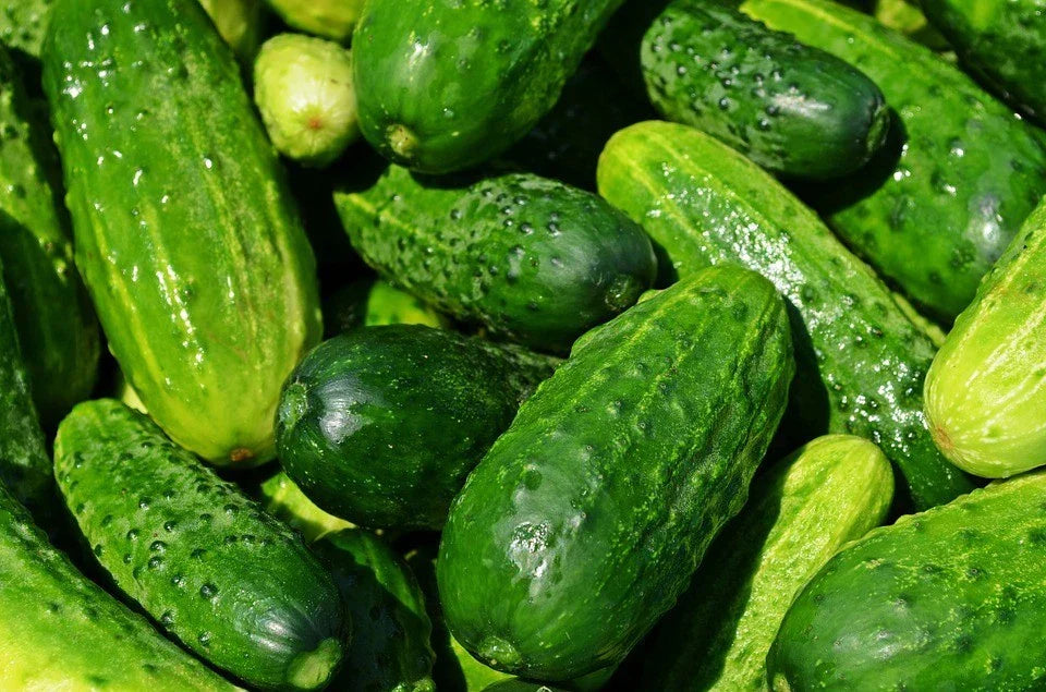 Spacemaster Cucumber Seeds NON-GMO Compact Variety Cucumis sativus