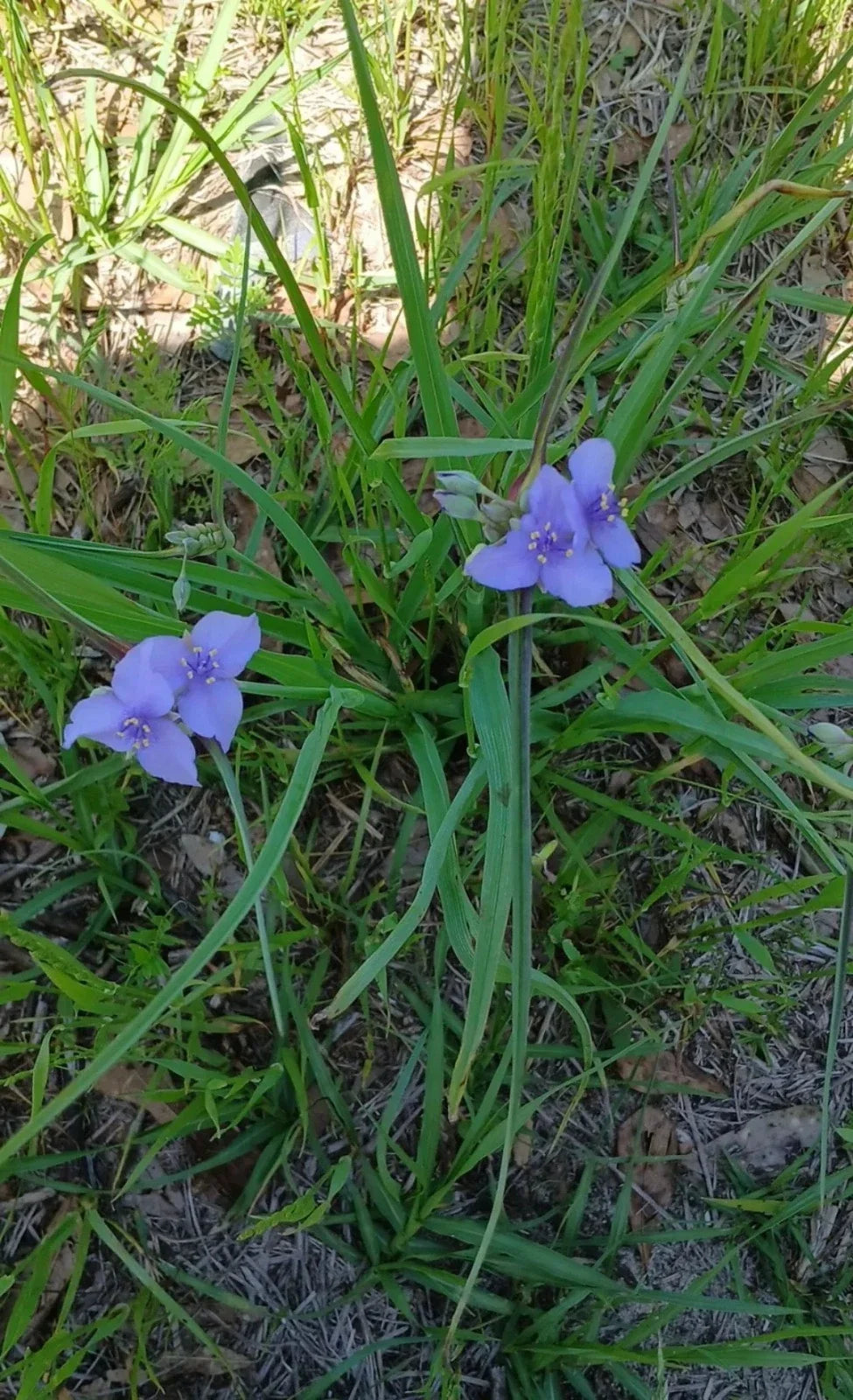 Live Widow's Tears Plants 5-Pack, Blue-Purple Blooms, Commelina spp., Native Southern Shade-Loving Garden Flower
