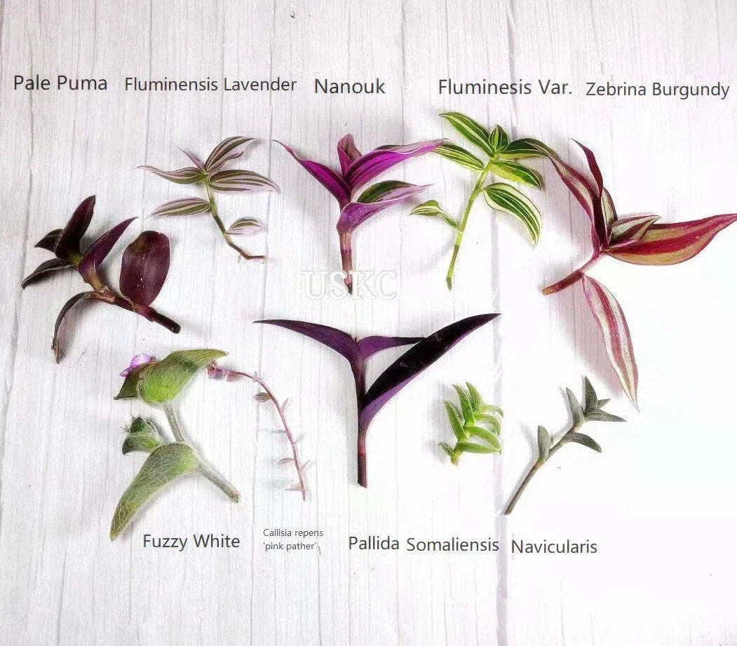 Wandering Jew Cutting - Tradescantia/Callisia Easy Care Indoor Plant Propagation