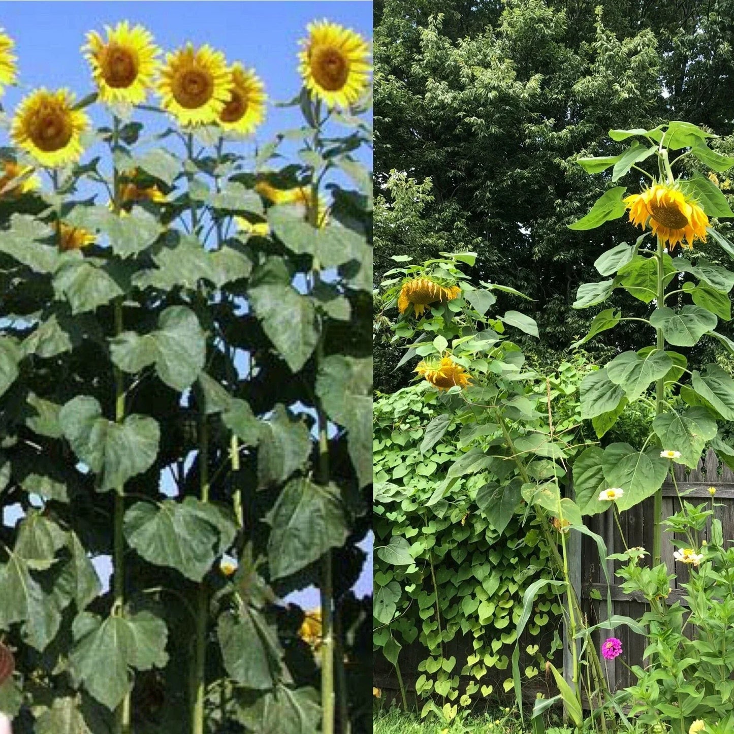 Mammoth Black Russian Sunflower Seeds - 26+ Organic Helianthus annuus, Easy to Grow Annual Wildflower