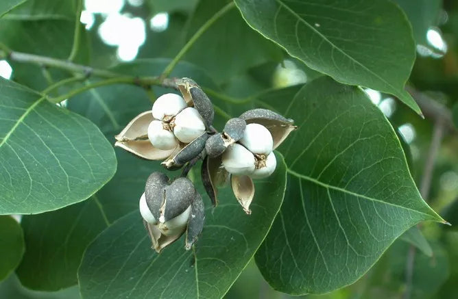 Chinese Tallow Tree Live Plant, Bare Root, Triadica sebifera, Ornamental Shade Tree with Vibrant Fall Colors