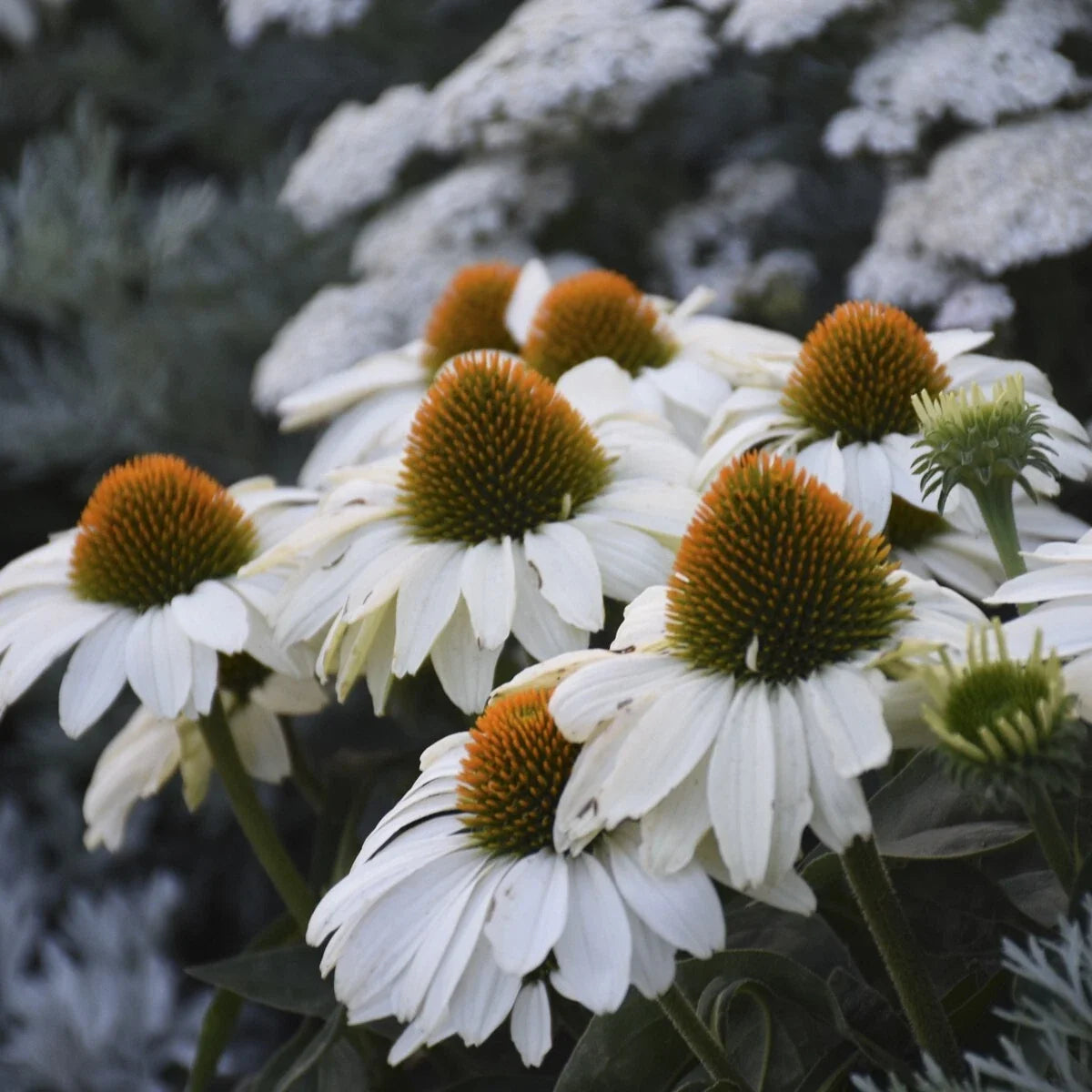 White Coneflower Seeds - Echinacea purpurea - Perennial Garden Planting - 200+ Seeds for Borders & Pollinator Gardens