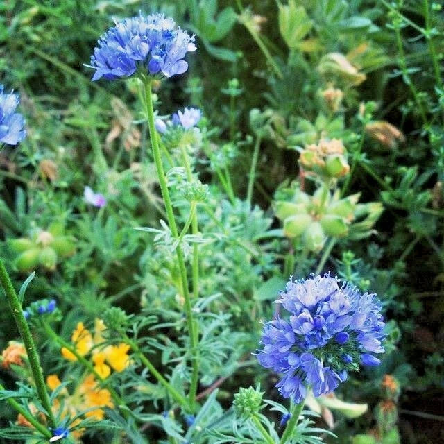 Globe Gilia Wildflower Seeds 401+ Count Drought Tolerant Native Southwest Gilia capitata Annual Seed Pack