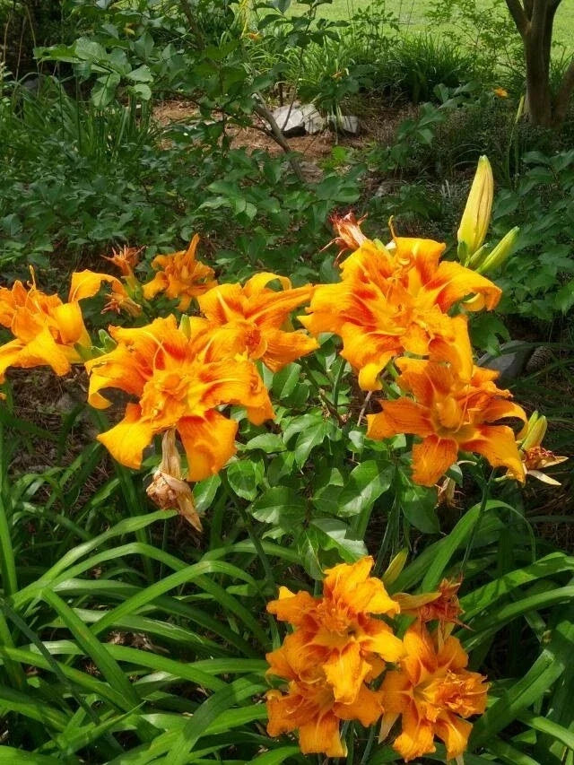 Kwanso Daylily Live Plants - 5 Bare Root Established Hemerocallis fulva - Vibrant Orange Flowers, Pollinator Attracting, Low Maintenance
