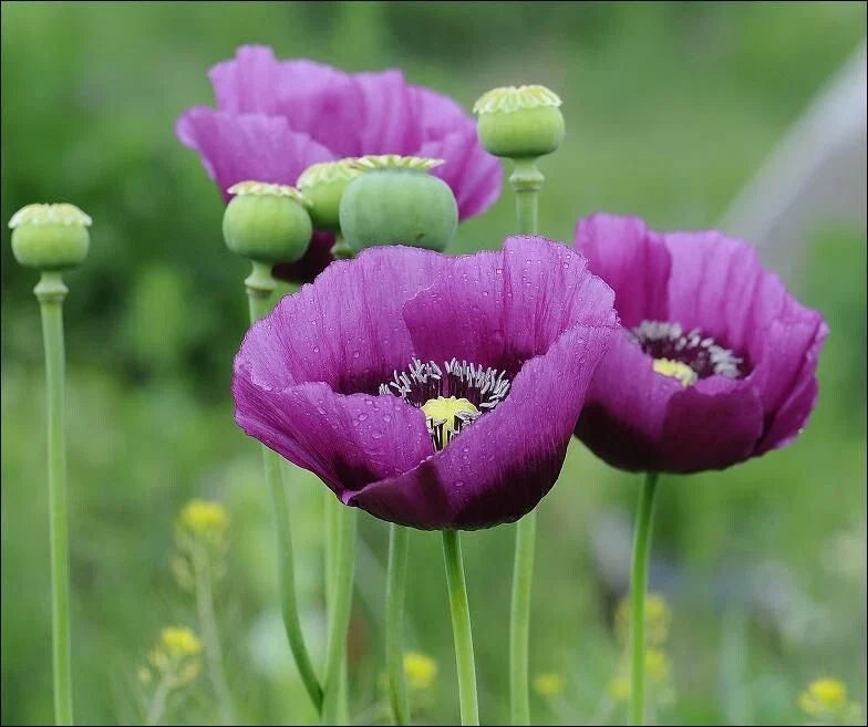 Poppy Seeds Bulk 200+ Non-GMO Lauren's Grape Papaver somniferum Butterfly & Bee Attracting Seeds