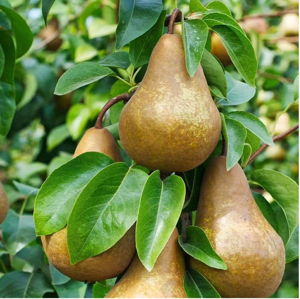 Bosc Pear Seeds Pyrus pyrifolia Edible Fruit Tree for Home Garden, Deciduous, Pack of 10