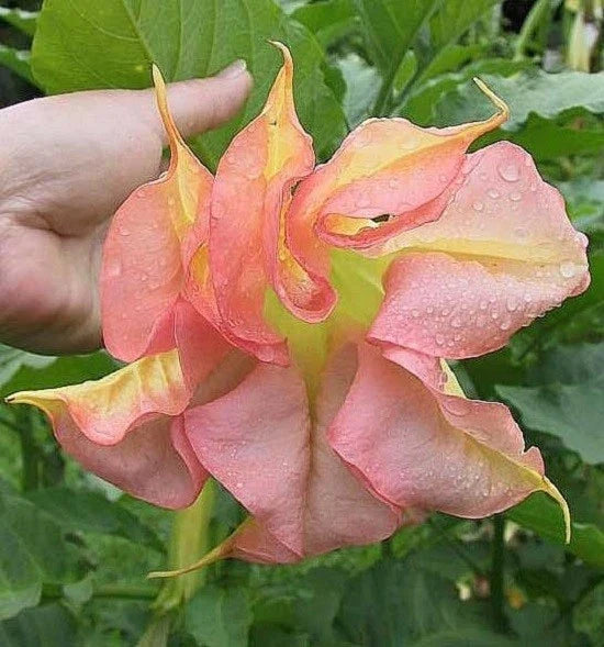 Double Yellow Orange Angel Trumpet Seeds – Brugmansia Datura Flower Seeds for Gardening & Landscaping, 10 Pack
