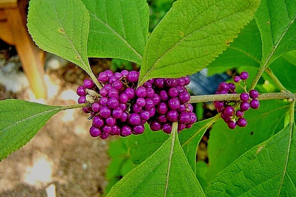 American Beautyberry Bushes Starter Plants, Callicarpa Americana, Purple Berries, Drought Tolerant Shrubs, Fast Growing, Bare Root