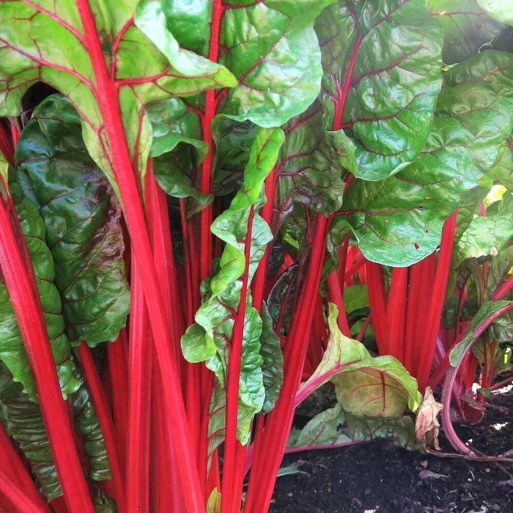 Ruby Red Rhubarb Swiss Chard Seeds | Crimson Silver Beet Spinach | Beta vulgaris var. cicla | Edible Leafy Green Seed Pack
