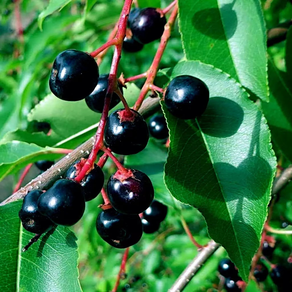 Black Cherry Tree Seeds - Hardy Fast Growing with Fall Color - Prunus serotina - Ornamental & Wildlife Attractant