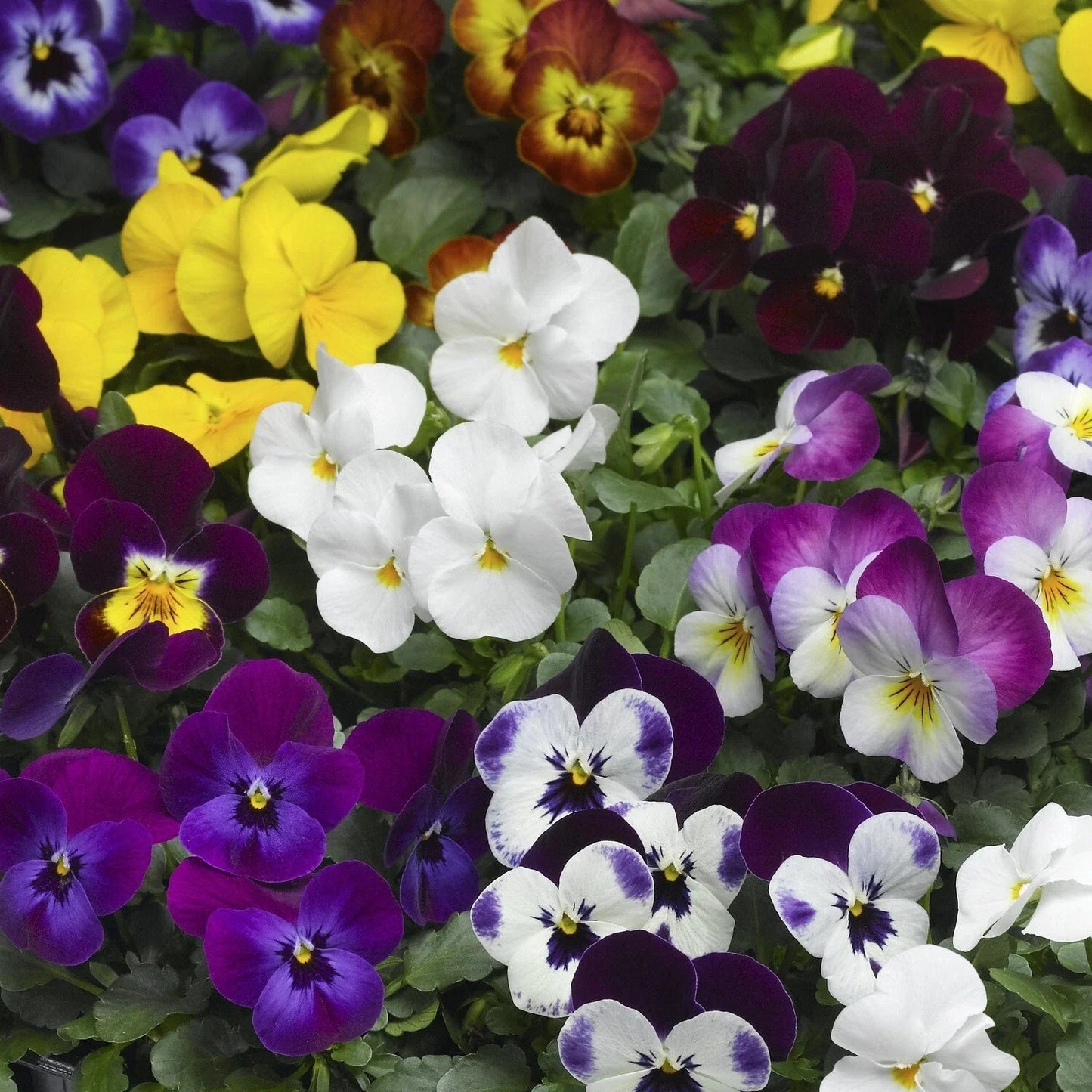 Viola Seeds - 50 Scented Viola Deltini Mix Flowering Plant Seeds for Garden, Borders, Containers - Viola x wittrockiana