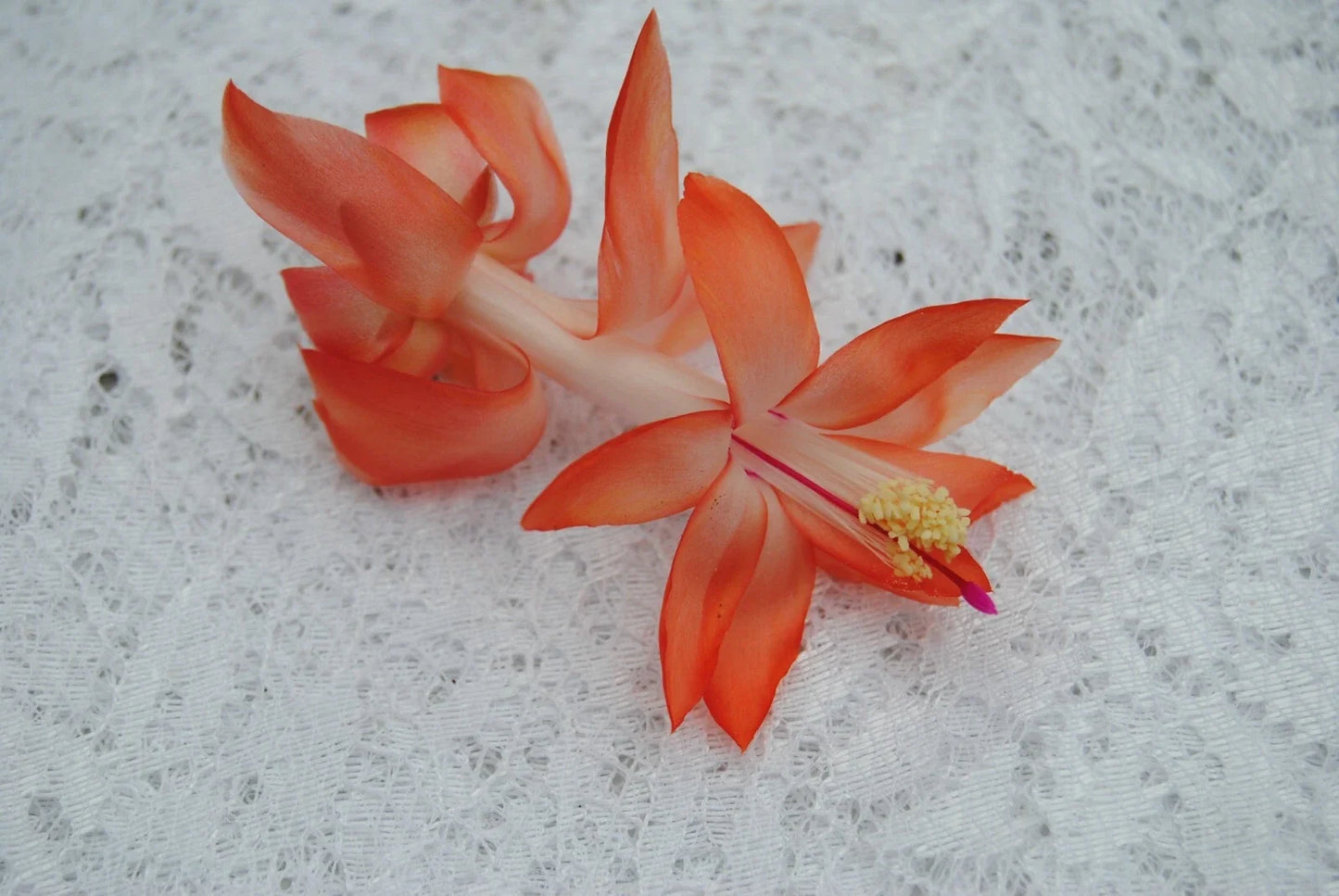 Christmas Cactus Starter Plant - Small Frida Variety - Schlumbergera Truncata - Well-Rooted Indoor Plant