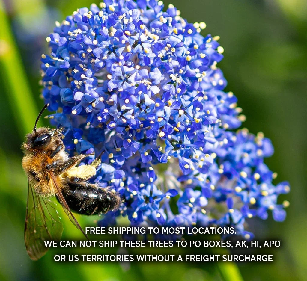 Ceanothus Ground Cover Plant 1 Gallon | Point Reyes Low Spreading Evergreen | Ceanothus gloriosus 'Point Reyes'