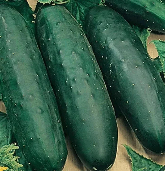 Marketmore 76 Cucumber Seeds - 50+ Non-GMO Heirloom Organic Seeds