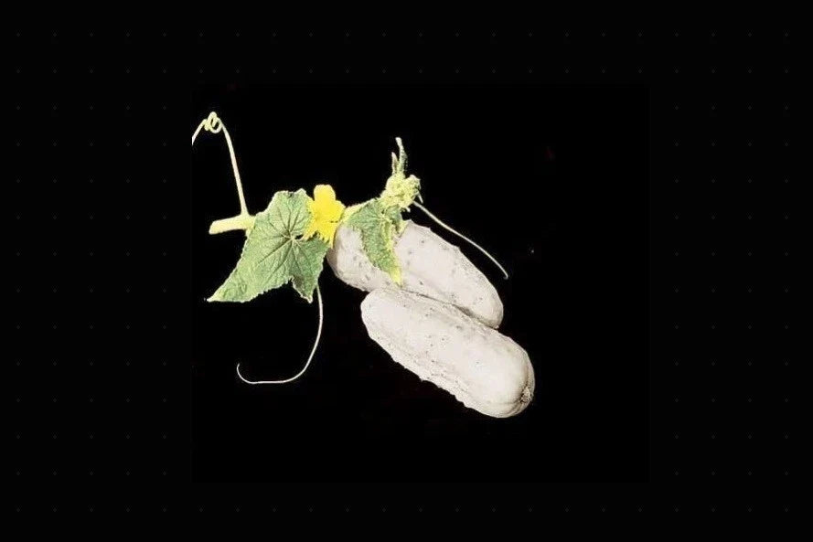 Heirloom White Wonder Cucumber Seeds - Non-GMO, Unique White Color, Cucumis sativus, Pack of 25-200 Seeds