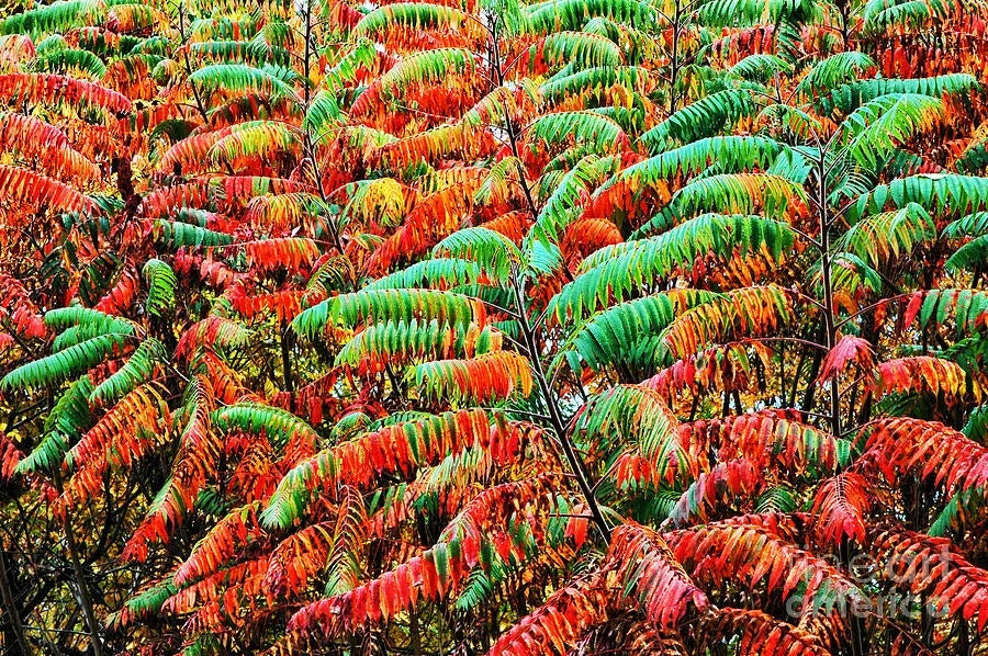 Smooth Sumac Shrub Bare Root 12+ Inches Rhus glabra Edible Berries Fall Color Drought-Tolerant Plant