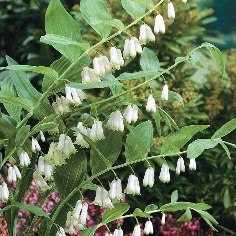 Great Solomon's Seal Seeds - Polygonatum biflorum Perennial Planting Seeds for Shade Gardens (20 Seeds)