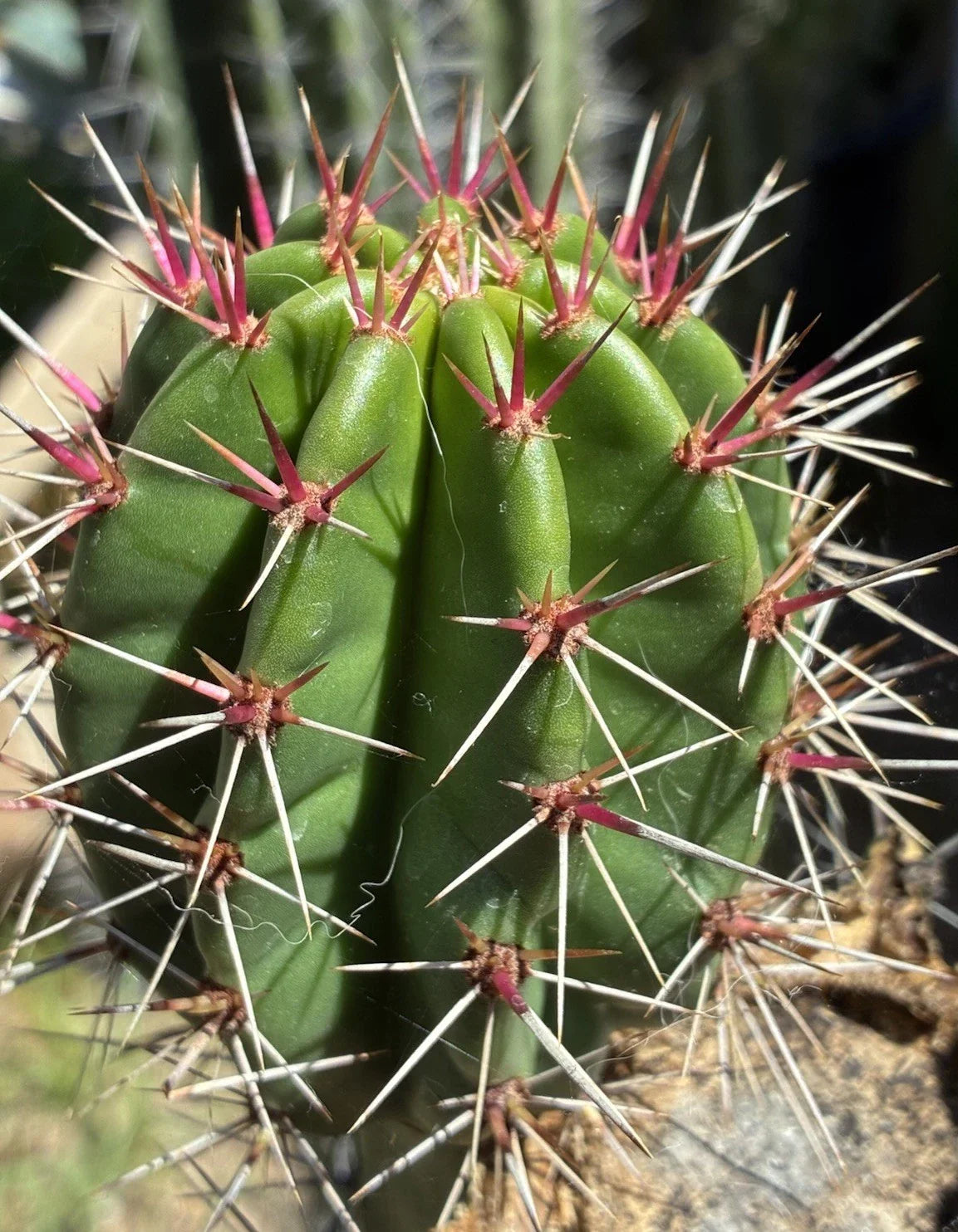 Stenocereus Queretaroensis Cutting - Live Succulent Cactus, Edible Pitaya, Drought-Resistant Plant for Indoor & Outdoor Gardens