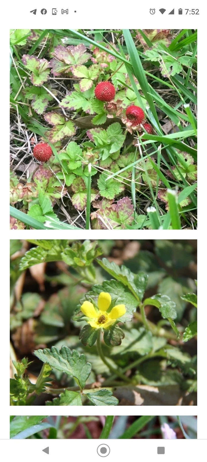 Wild Mock Strawberry Bare Root Planting - Duchesnea indica, Edible Ground Cover, 12+ Pack