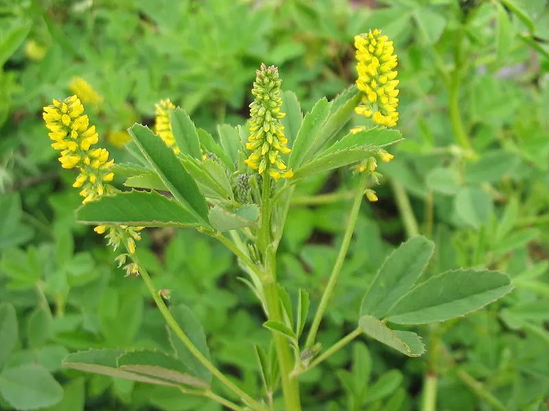 Yellow Flower Sweet Clover Seeds, Bulk Melilotus officinalis, Pollinator-Friendly, Soil Enriching, 1200 Seeds Pack