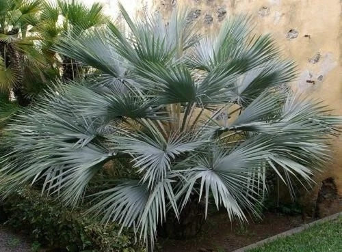 Blue Hesper Palm Seeds - Brahea Armata, Rare Blue Palm Tree Seeds for Gardens & Landscapes, Drought-Tolerant, 8 Seeds