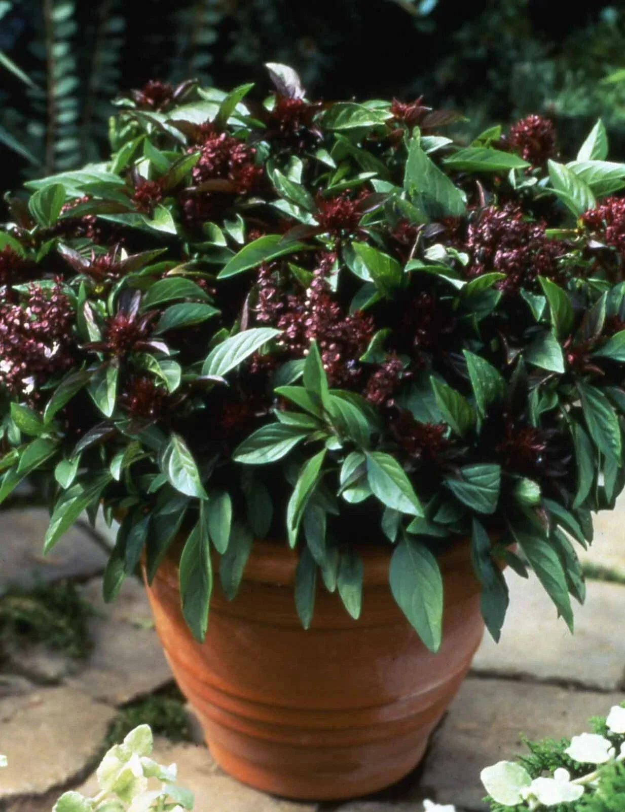 Basil Seeds 500 Count - Siam Queen Thai Basil Non-GMO Culinary Herb