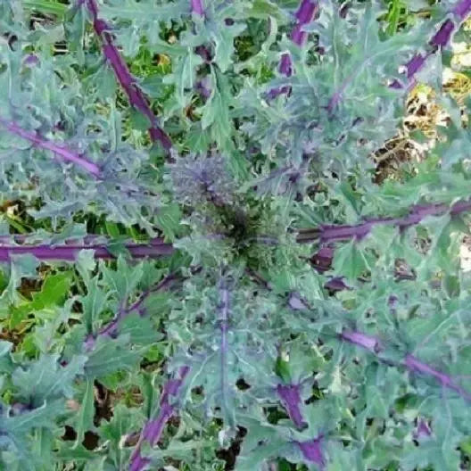 Red Kale Microgreen Sprouting Seeds 4oz Brassica oleracea var. sabellica for Home Gardening, Salad, and Smoothies