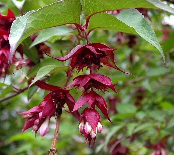Himalayan Honeysuckle Bush Seeds - Hardy Perennial, Leycesteria formosa, Vibrant Pink & White Flowers, Attracts Pollinators, 201 Seeds