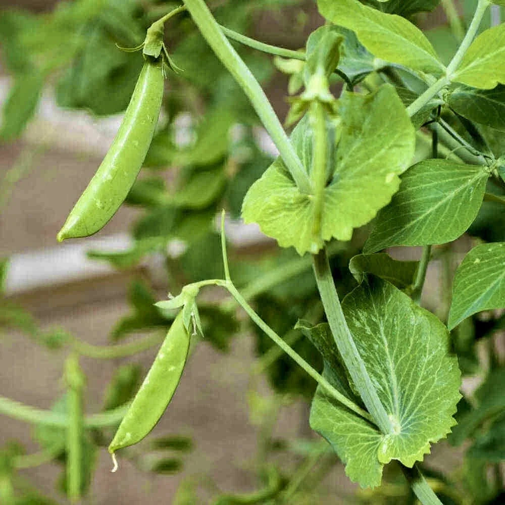 Sugar Snap Pea Seeds - 30 Heirloom Non-GMO Pod Peas for Vegetable Garden - Pisum sativum var. macrocarpon