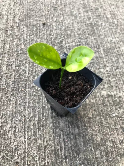 Calamansi Plant Plug | Citrus microcarpa | Kalamansi Calamondin Live Seedling for Indoor & Outdoor Gardening