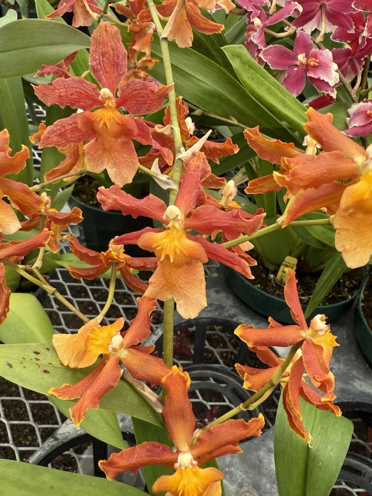 Orchid Plant Bulbs Mix - 5 Pack, Exotic Blooms, Indoor Garden, Orchidaceae, Epiphytic, Ready for Planting