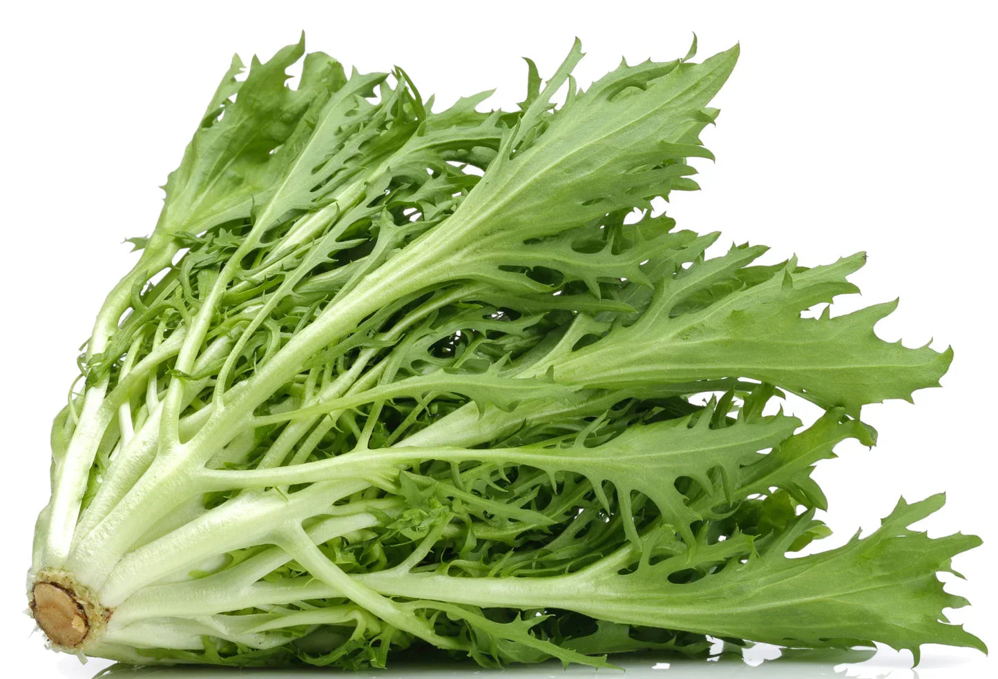 Green Curled Endive Seeds | Non-GMO Cichorium endivia for Home Gardens
