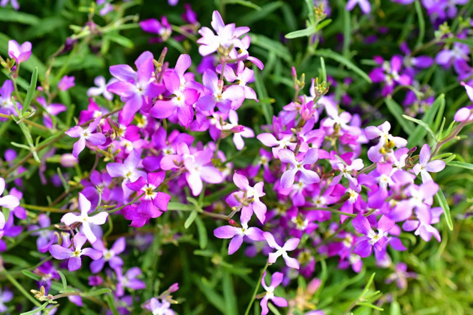 Evening Scented Stock Seeds Bulk - Lilac-Pink Mix, Matthiola incana, Fragrant Night Blooming Flowers, 3000 Seeds