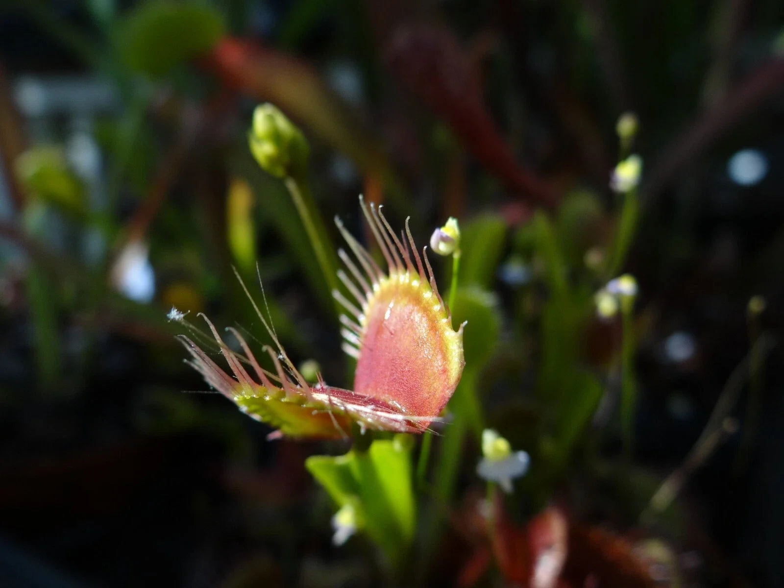 Venus Flytrap Potted Plant - Adult Dionaea muscipula Carnivorous Houseplant with Trapping Mechanism