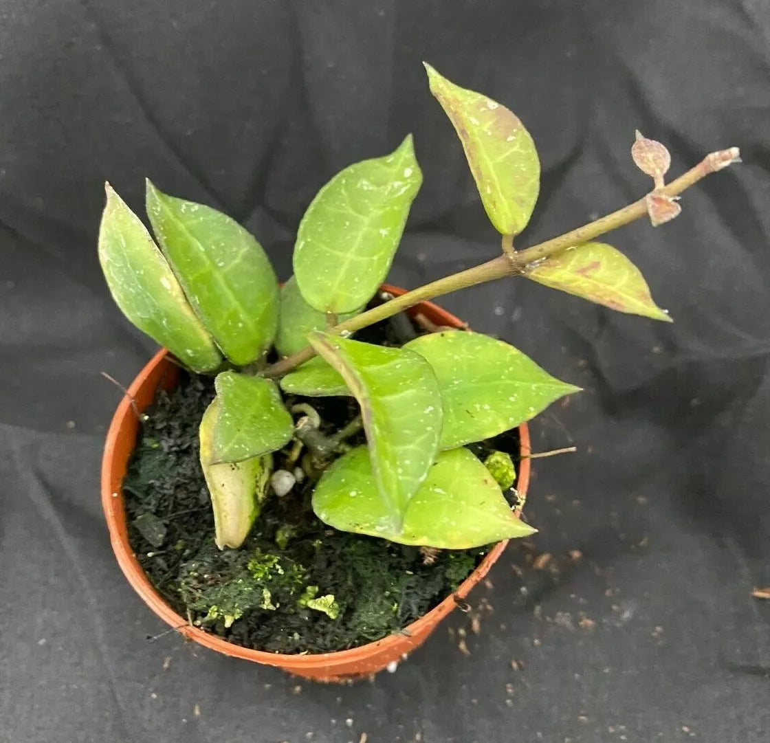 Hoya lacunosa var. lacunosa Trailing Plants – 2" Pot, Fragrant Wax Plant, Two Rooted Indoor Houseplants
