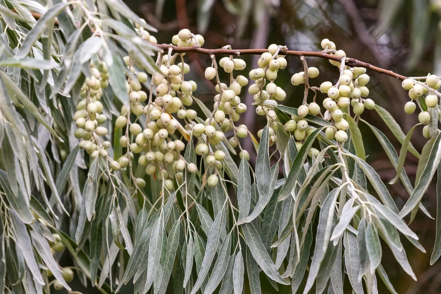American Silverberry Seeds for Planting, Elaeagnus commutata, Rare Bush Seeds, Hardy Shrub for Garden and Landscaping, 5 Seeds