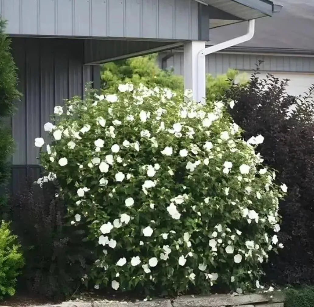 White Rose Mallow Bush Seedling - Hibiscus moscheutos Perennial Flowering Plant for Garden Landscaping